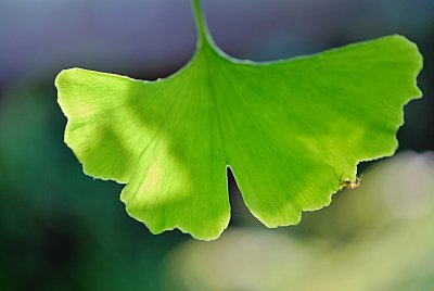 Ginkgo biloba 'Pragensis' - jinan dvoulaločný - list